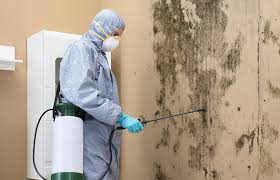 Why You Should Choose Our Mold Remediation Services in Nanticoke, PA